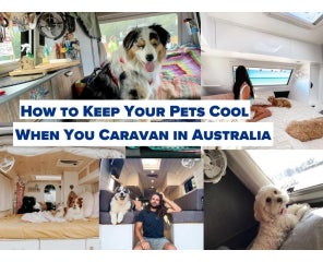 How to Keep Your Pets Cool When You Caravan in Australia