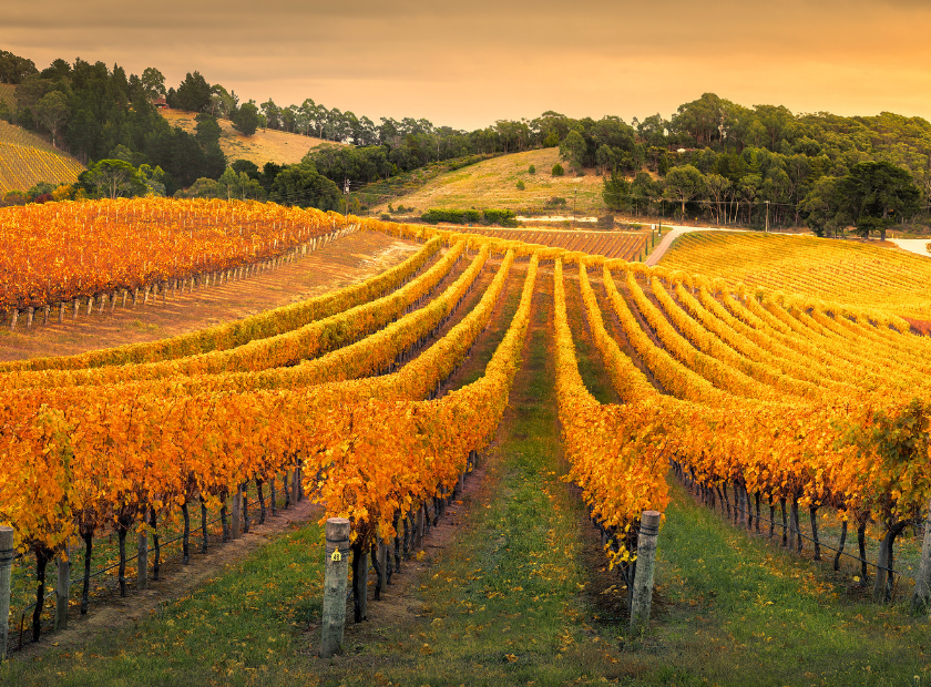 Adelaide Australia Vineyard