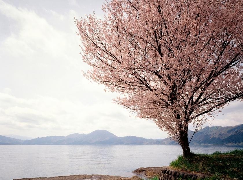 lake in spring time